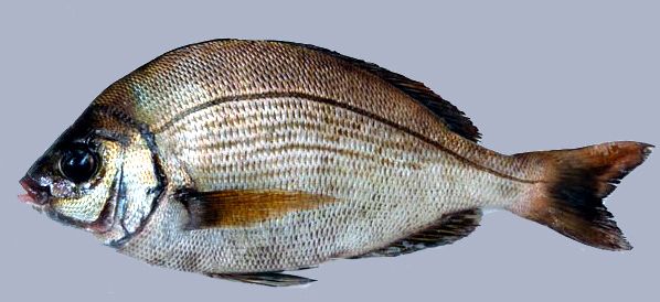 Spondyliosoma cantharus_08.jpg